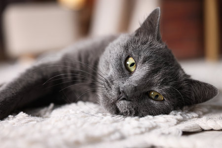 Cute gray cat on rug indoors, closeup. Adorable petの写真素材