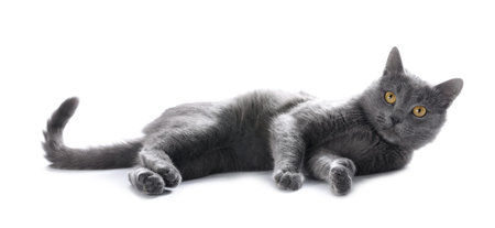 Cute gray cat on white background. Adorable petの写真素材