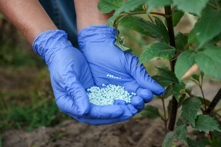 Woman with fertilizer near plant outdoors, closeup. Gardening timeの写真素材