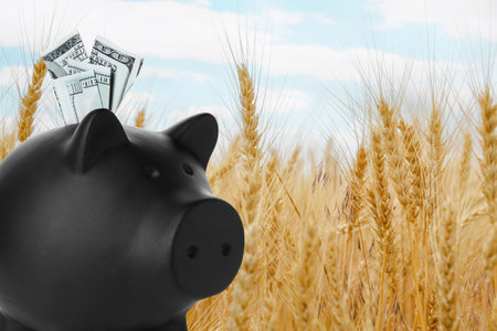 Piggy bank with currency against wheat fieldの写真素材