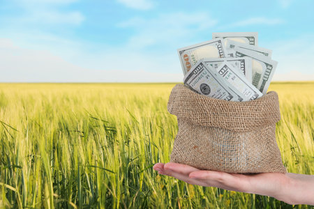 Woman holding bag with money against wheat field, closeupの写真素材