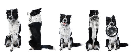 Border Collie dog isolated on white, set of photosの写真素材
