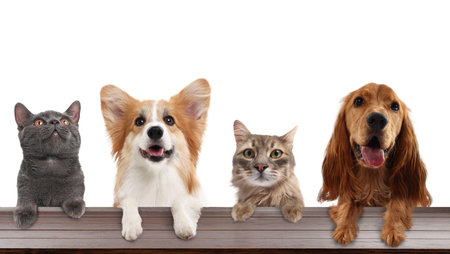 Cats and dogs peering out, with their paws on table. White background