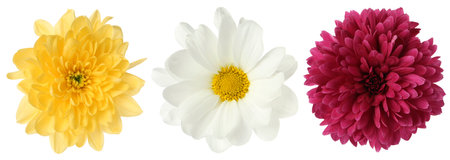 Three different chrysanthemum flowers isolated on white, setの写真素材