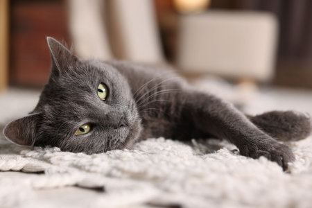 Cute gray cat lying on rug indoors, closeup. Adorable petの写真素材