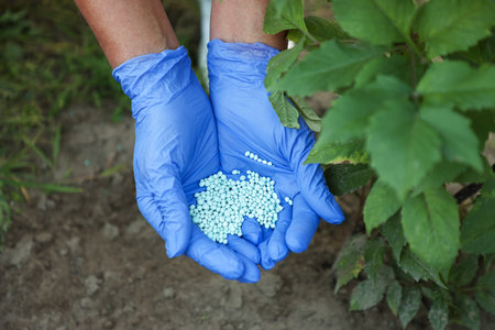 Woman with fertilizer near plant outdoors, above view. Gardening timeの写真素材