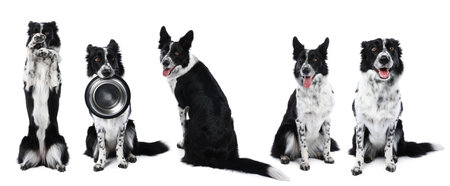 Border Collie dog isolated on white, set of photosの写真素材