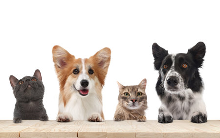 Cats and dogs peering out, with their paws on table. White background