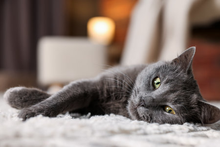 Cute gray cat lying on rug indoors, closeup. Adorable petの写真素材