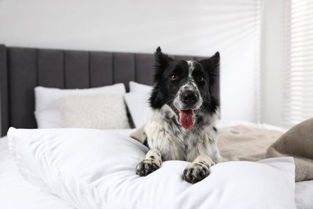Cute Border Collie dog on bed indoorsの写真素材