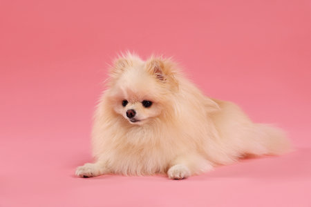Cute fluffy Pomeranian dog on pink backgroundの写真素材