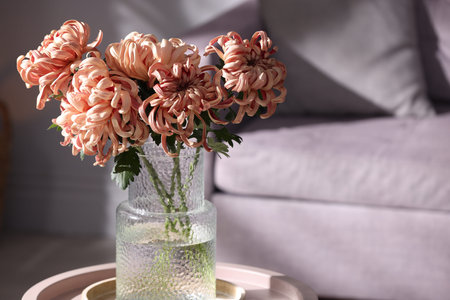 Beautiful pink chrysanthemum flowers in vase on coffee table indoors, closeup. Space for textの写真素材