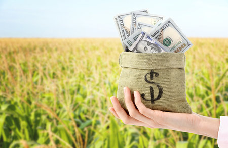 Agricultural production profit. Woman holding bag with dollars against corn fieldの写真素材