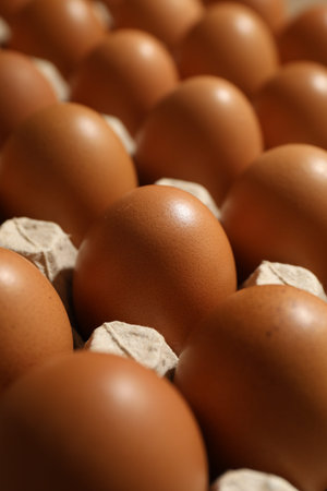 Many raw chicken eggs in egg carton, closeup