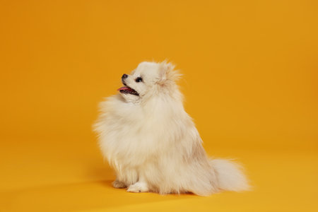 Cute fluffy Pomeranian dog on orange backgroundの写真素材