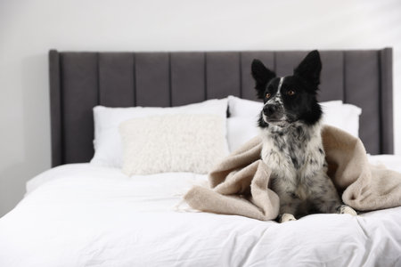 Cute Border Collie dog wrapped in plaid on bed indoors. Space for textの写真素材
