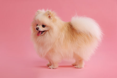 Cute fluffy Pomeranian dog on pink backgroundの写真素材