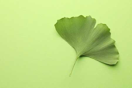 Ginkgo biloba leaf on green background, top view. Space for textの写真素材