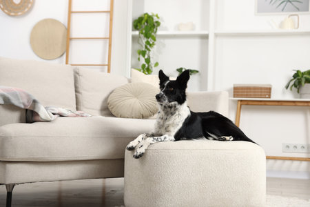 Cute Border Collie dog on pouf indoorsの写真素材