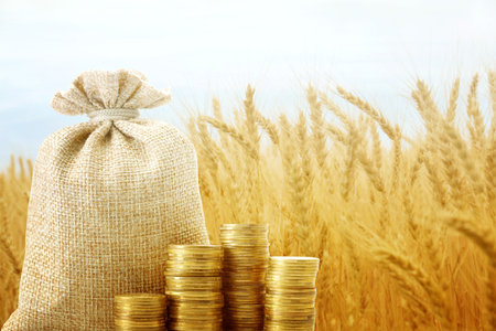 Agricultural production profit. Money bag and coins against wheat fieldの写真素材
