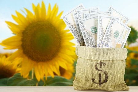 Agricultural production profit. Money bag with currency against sunflower fieldの写真素材
