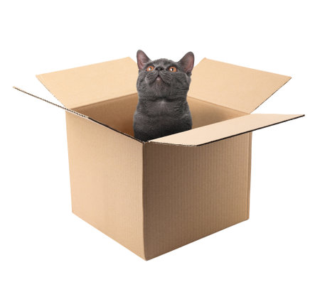 Cute British Shorthair cat in cardboard box on white backgroundの写真素材