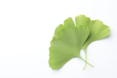 Ginkgo biloba leaves on white background, top view. Space for text