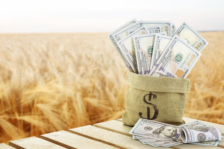 Money bag with dollars against wheat field. Agricultural production profitの写真素材