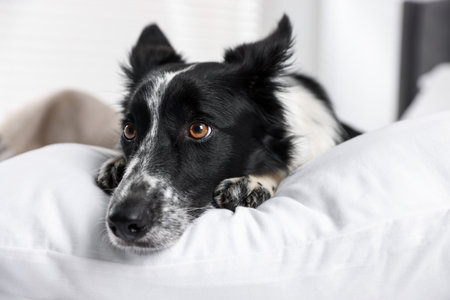 Cute dog on bed indoorsの写真素材