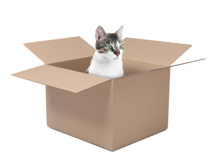 Cute cat sitting in cardboard box on white backgroundの写真素材