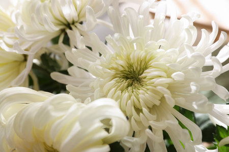 Bouquet of beautiful white chrysanthemum flowers, closeupの写真素材