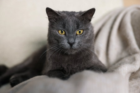 Cute gray cat on blanket indoors, closeup. Adorable petの写真素材