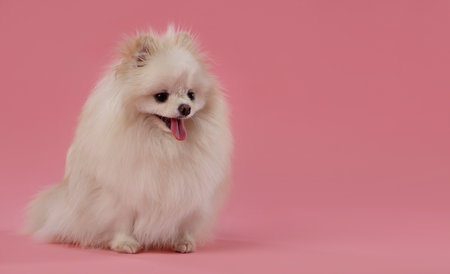 Cute fluffy Pomeranian dog on pink background, space for textの写真素材