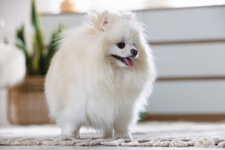 Cute fluffy Pomeranian dog indoorsの写真素材