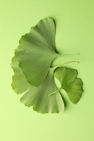 Ginkgo biloba leaves on green background, flat layの写真素材