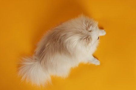 Cute fluffy Pomeranian dog on orange background, top viewの写真素材