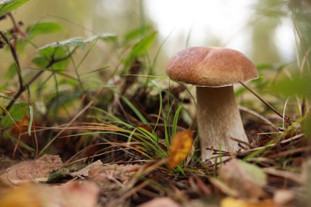 Beautiful porcino mushroom growing in forest, closeup. Space for textの写真素材