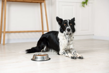 Cute Border Collie dog and feeding bowl indoorsの写真素材
