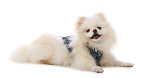 Cute fluffy Pomeranian dog in stylish pet`s clothes on white backgroundの写真素材