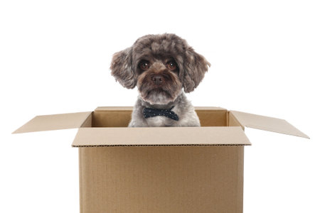 Adorable dog sitting in cardboard box on white backgroundの写真素材