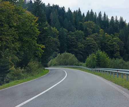 Beautiful view of green trees and asphalt road