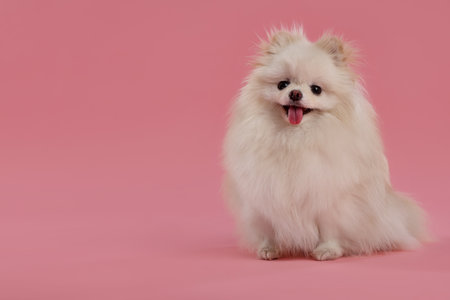 Cute fluffy Pomeranian dog on pink background, space for textの写真素材