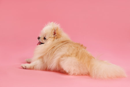 Cute fluffy Pomeranian dog on pink backgroundの写真素材