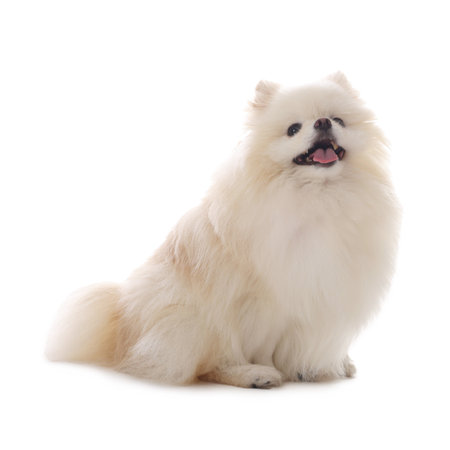 Cute fluffy Pomeranian dog on white backgroundの写真素材