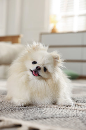 Cute fluffy Pomeranian dog on floor indoorsの写真素材