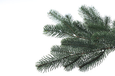 Branch of artificial fir tree on white background, space for text. Christmas decor