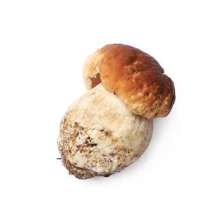One fresh porcini mushroom isolated on white, top viewの写真素材