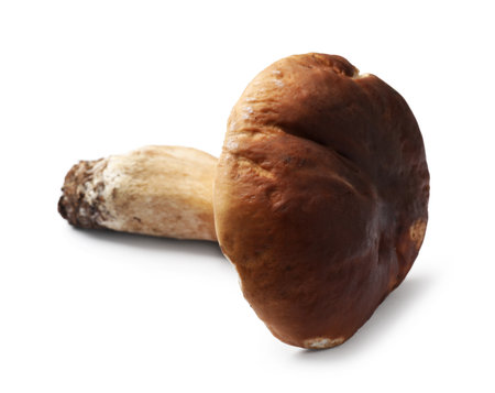 One fresh porcini mushroom isolated on whiteの写真素材