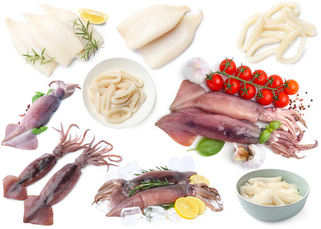 Set of fresh squids isolated on whiteの写真素材