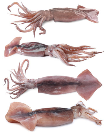Set of fresh squids isolated on whiteの写真素材